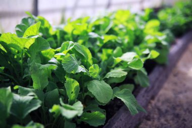 Sebze bahçesinde tohum filizleri. Seradaki yeşillik. İlkbaharda taze otlar, yataklarda..