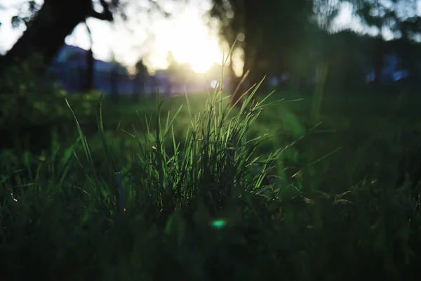 Fondo Naturaleza Primavera Árboles Verdes Hierbas Una Soleada Mañana Primavera — Foto de Stock