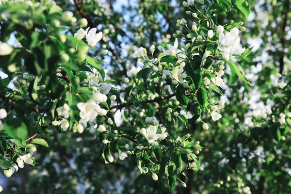 Weiße Blüten Auf Grünem Strauch Frühlingskirschapfelblüte Die Weiße Rose Blüht — Stockfoto