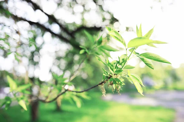 Frühling Natur Hintergrund Grüne Bäume Und Gräser Einem Sonnigen Frühlingsmorgen — Stockfoto