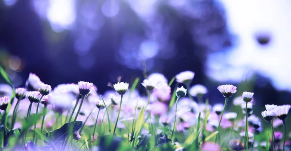 Φυτά Και Λουλούδια Μακροεντολή Λεπτομέρεια Πέταλα Και Φύλλα Στο Ηλιοβασίλεμα — Φωτογραφία Αρχείου