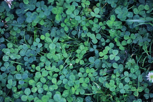 Grönt Gräs Bakgrund Fyra Blad Klöver Symbol För Patricks Dag — Stockfoto