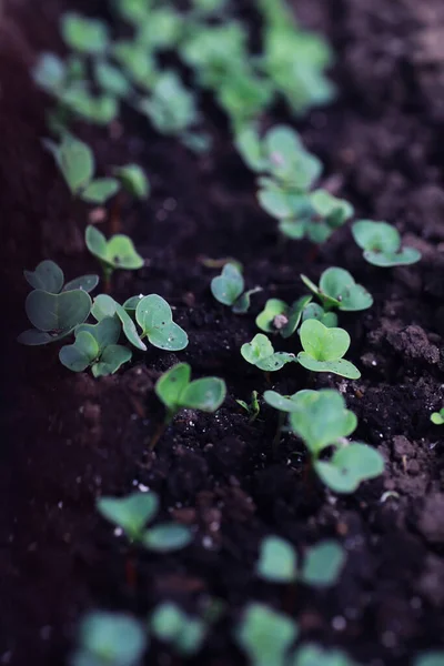 Brotos Jovens Mudas Horta Verdura Uma Estufa Ervas Frescas Primavera — Fotografia de Stock