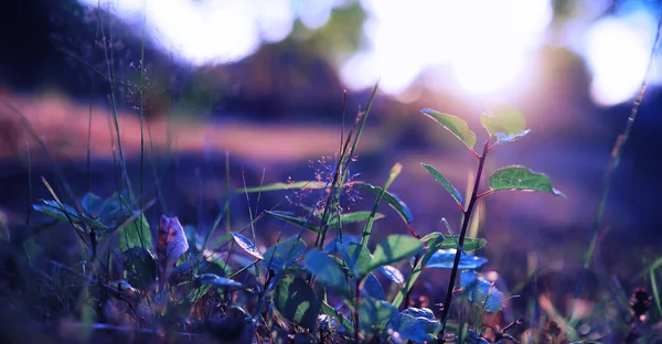 Pflanzen Und Blumen Makro Detail Blütenblätter Und Blätter Bei Sonnenuntergang — Stockfoto