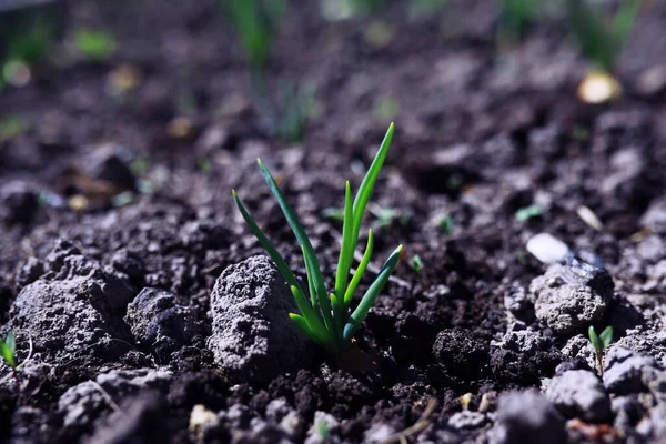 Νεαρά Βλαστάρια Φυτών Λαχανόκηπους Πράσινο Θερμοκήπιο Φρέσκα Βότανα Την Άνοιξη — Φωτογραφία Αρχείου
