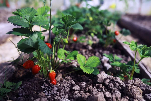 Tumbuh Bibit Muda Kebun Sayuran Greenery Rumah Kaca Herbal Segar — Stok Foto