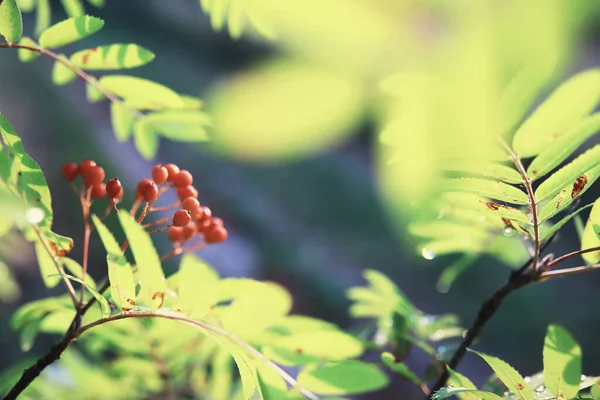 Весенний Природный Фон Зеленые Деревья Травы Солнечное Весеннее Утро Лес — стоковое фото