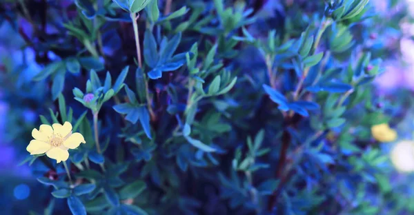 Pflanzen Und Blumen Makro Detail Blütenblätter Und Blätter Bei Sonnenuntergang — Stockfoto