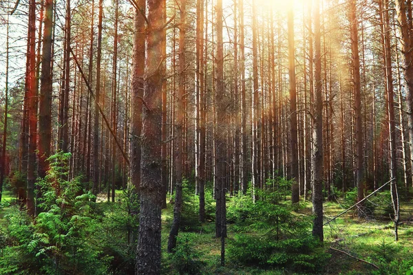Пихтовые Ветви Конусами Пенери Деревья Лесу Блеск Солнца — стоковое фото