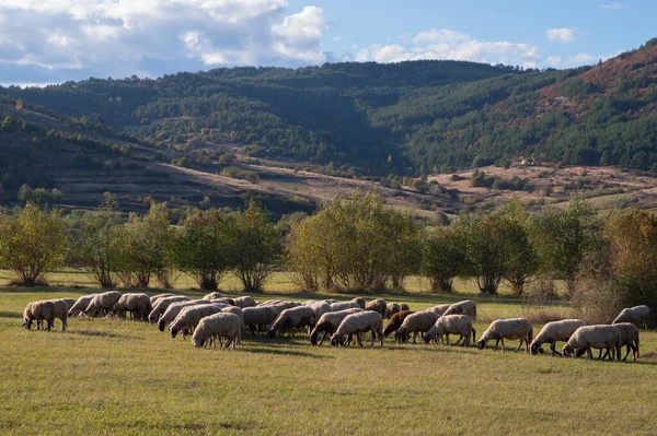 Criação de gado. Ovelhas em um prado nas montanhas — Fotografia de Stock