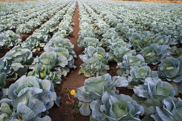 Organic Fresh Green Cabbage Rural Farmland — Stock Photo, Image