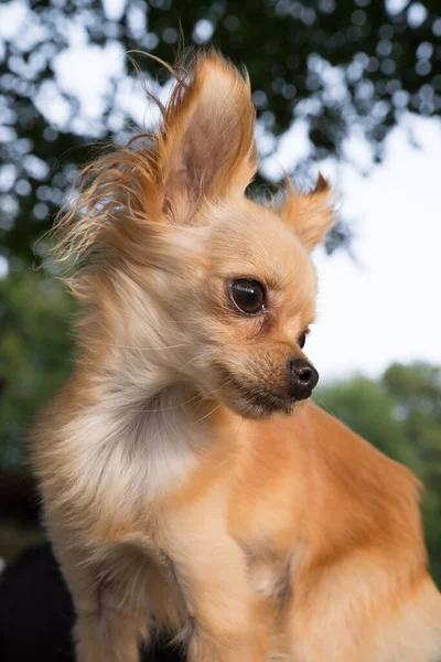 Pet Cane Miniatura Vicino Terrier Giocattolo — Foto Stock