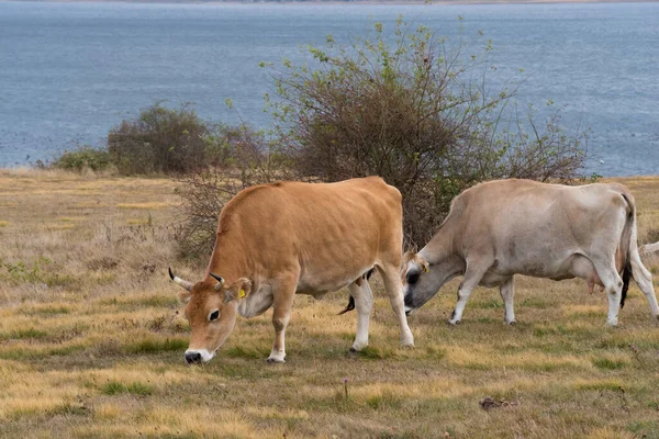 海岸の湖で2頭の牛が放牧 — ストック写真