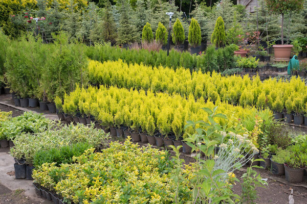 Arborvitae Trees for Sale. Thuja occidentalis in garden center in Bulgaria.