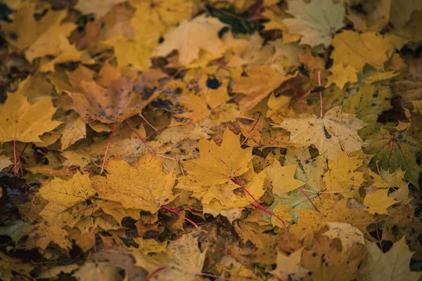 Hodně Javorových Listů Žluté Barvě Zemi Pěkné Podzimní Pozadí — Stock fotografie