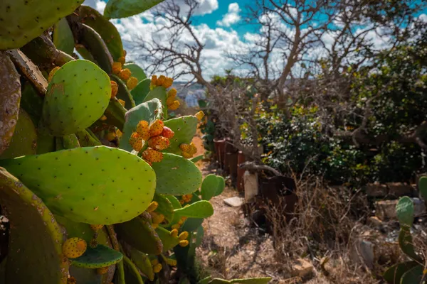 Hoja Flores Cactus Suculento Como Típico Isla Malta Primer Plano —  Fotos de Stock