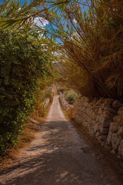 Camino Camino Que Conduce Playa Imgiebah Cubierta Arbustos Ramas Bonito —  Fotos de Stock