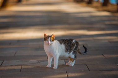 Tatlı beyaz ve gri kedi yaya geçidinde duruyor ve kameraya doğru bakıyor..
