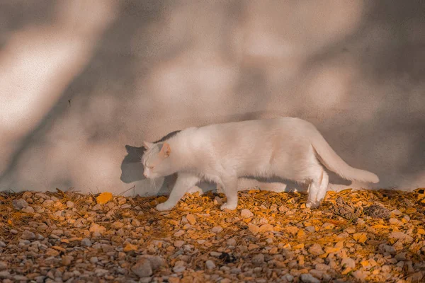 Gato Branco Andando Frente Uma Parede Branca Sombra Visível Uma — Fotografia de Stock