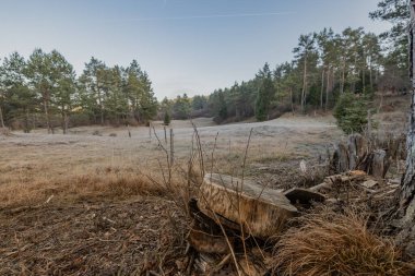 Sabahın erken saatlerinde ormanda, ağaçların arasındaki buzlu ve buzlu çayırlarda. Soğuk bir ormanın sonbahar manzarası.