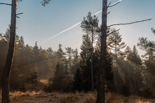 Tidig Morgon Skogen Frostig Eller Iskall Äng Mellan Träden Sen — Stockfoto