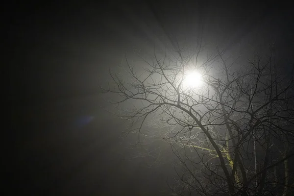 Spooky Scary Light Lamp Shining Foggy Night Some Tree Branches — Foto Stock