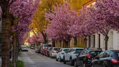 Bir sıra güzel çiçek açan kiraz ağaçları Ljubljana 'da bir şehir caddesinde.
