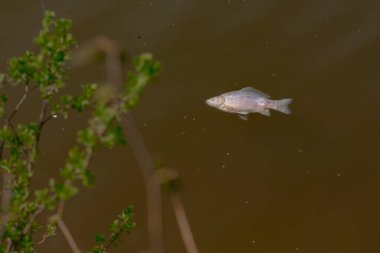 Göldeki kahverengi suda ölü balık. Suyun yüzeyinde yanlamasına yüzen balıklar kıyıya yakın..