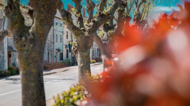 Eski ağaçların ve taş evlerin yan yana durduğu güzel, pitoresk istrian şehir yolu ya da caddesi. Hırvatistan 'ın Istria bölgesindeki tipik evler güneşli bir günde.