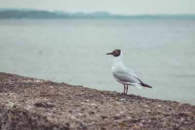 Beton iskelede duran ve aptal görünen komik görünüşlü martı..