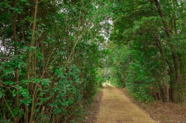 Çakıl yolu ya da yol ağaçların ve yaprakların arasından geçiyor ve sonunda kayboluyor. Gizemli Yol.
