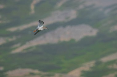 Yaygın Redshank veya Tringa Totanus, İzlanda 'da uçuşta görülen tipik bir kuş. Çayırlarda ve İzlanda 'da gökyüzünde tuhaf bir cıvıldama sesi olan güzel kuş..