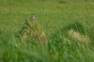 Yaygın Redshank ya da Tringa Totanus, İzlanda 'da çimenlerde görülen tipik bir kuş. Çayırlarda ve İzlanda 'da gökyüzünde tuhaf bir cıvıldama sesi olan güzel kuş..