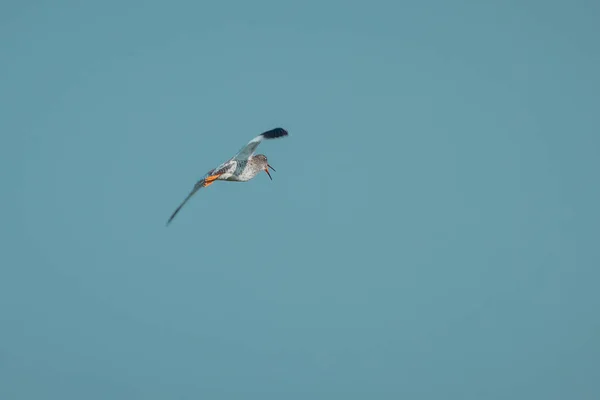 Обыкновенный Краснононогий Тринга Тотанус Типичная Птица Леднике Замеченная Полете Прекрасная — стоковое фото