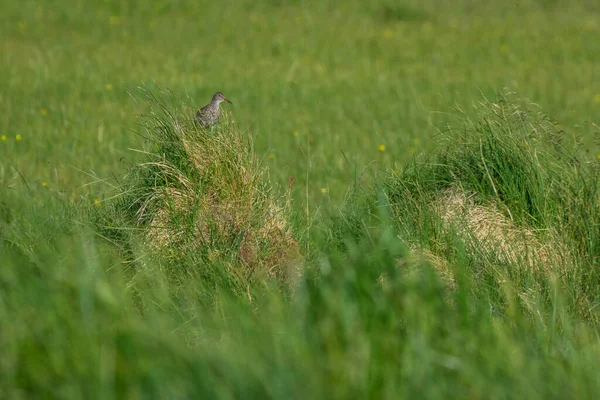 Common Redshank Tringa Totanus Typical Bird Iceland Seen Grass Beautiful — Stockfoto