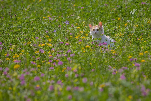 Adobrável Gatinho Branco Gato Brincando Jardim Flores Flores Coloridas Grama — Fotografia de Stock