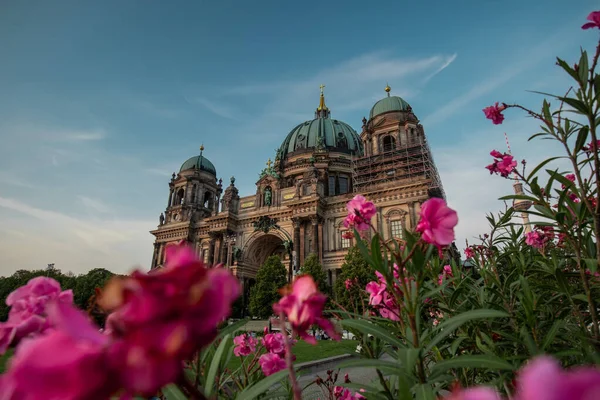 建物の前に見える紫色の花や緑の葉を持つベルリン大聖堂やドムの外の景色 素敵な夏の夜 — ストック写真