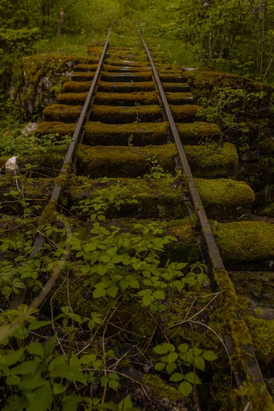 Старая Заброшенная Узкоколейная Железная Дорога Старые Железнодорожные Пути Покрытые Травой — стоковое фото