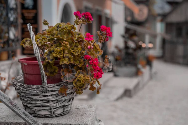 Dettaglio Fiore Fuori Uno Dei Tanti Ristoranti Hallstatt Austria — Foto Stock