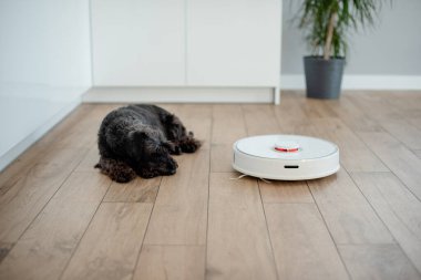  Siyah kürklü köpek, apartman dairesindeki elektrik süpürgesine bakıyor.