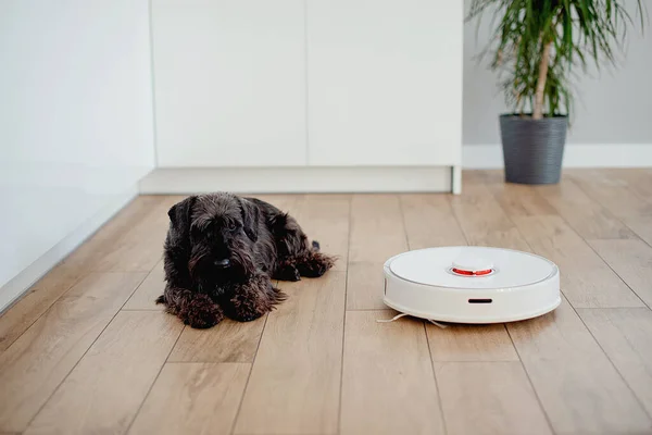 Pies Leżący Podłodze Domu Odkurzaczem Robotów Blisko Niego Patrząc Kamerę — Zdjęcie stockowe