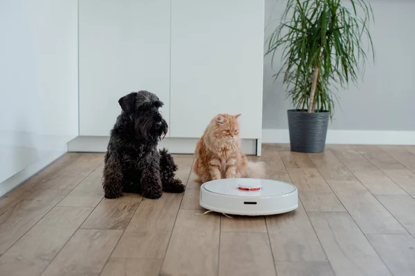 Köpek ve kedi, robot elektrikli süpürgeyle evde yerde yatıp kameraya bakıyorlardı.