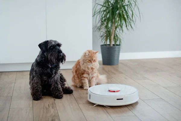 Köpek ve kedi, robot elektrikli süpürgeyle evde yerde yatıp kameraya bakıyorlardı.