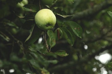 Erkeklerin elleri daldan yeşil bir elma koparır.
