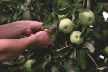 Erkeklerin elleri ağaçtan yeşil elma koparır. Çiftçi eli bir elma ağacından yakından elma topluyor. Sonbaharda yeşil elma hasat etmek.