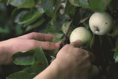 Çiftçinin erkek ellerine yakın bir yerde sonbahar bahçesindeki dallardan kırmızı elma topluyor. Hasat zamanı. Taze organik meyve kavramı.