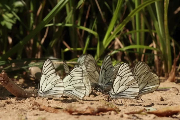 Велика Група Білих Метеликів Смугастими Крилами Піску Стрілянина Боку Макро — стокове фото