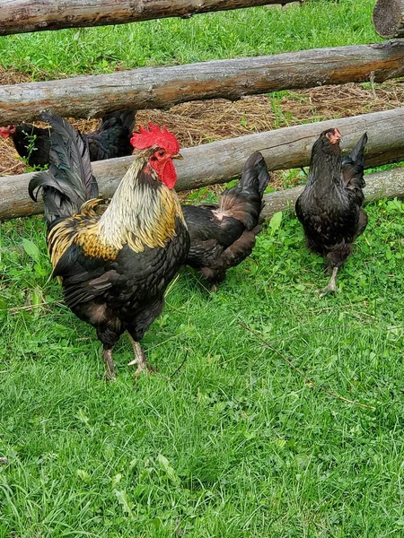 Hahn Steht Mit Hühnern — Stockfoto