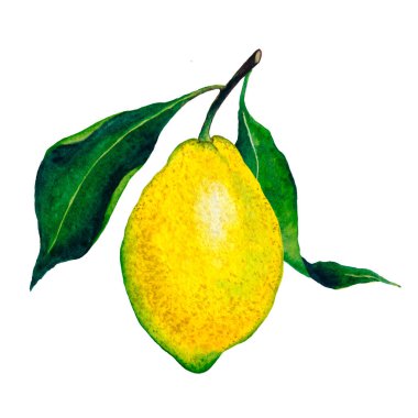 Limon meyveli suluboya el çizimi. Yaz klibi. Mutfak basılabilir sanat. 