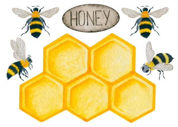 Honeycomb Včely Ručně Kreslené Akvarel Ilustrace — Stock fotografie